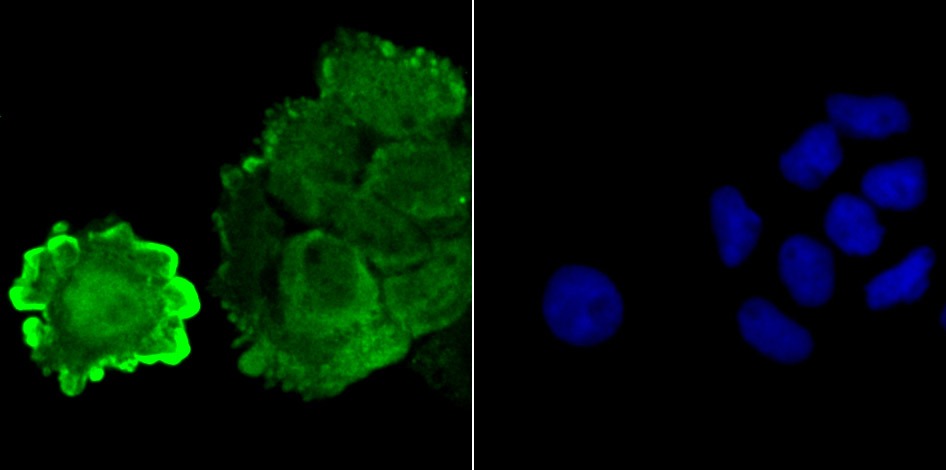 Anti-JAB1 Antibody (6A480)