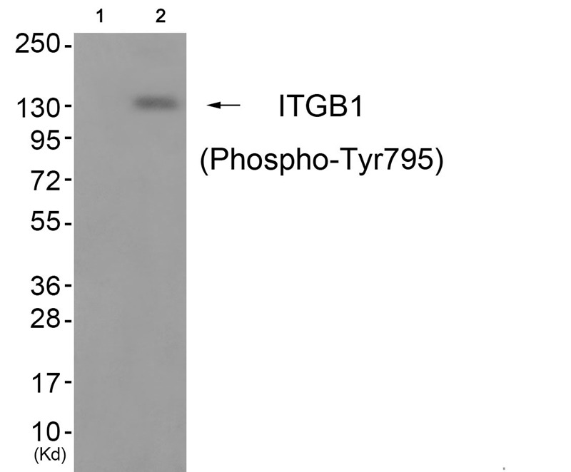 Anti-Phospho-ITGB1 (Tyr795) Polyclonal Antibody