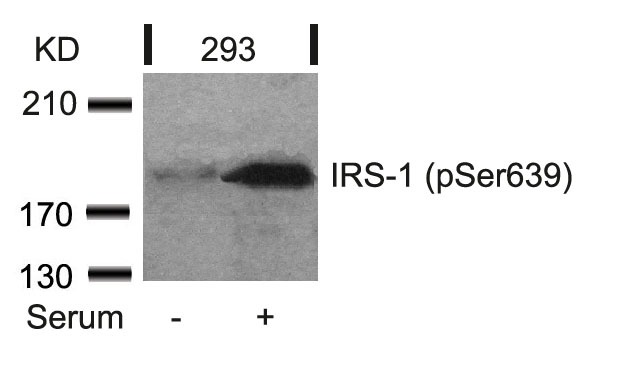 Anti-Phospho-IRS-1 (Ser639) Polyclonal Antibody