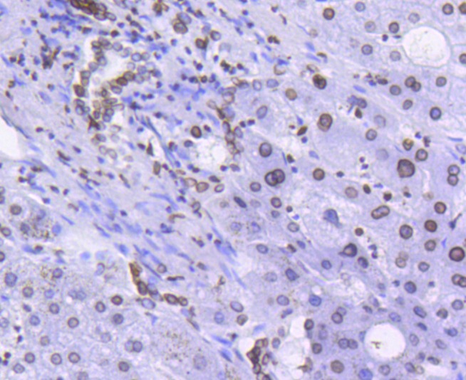 Anti-Lamin B1 Antibody (8Q243)