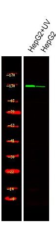 Anti-Phospho-JAK3 (Tyr904) Polyclonal Antibody