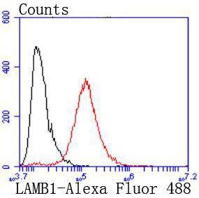 Anti-LAMB1 Antibody (6K439)