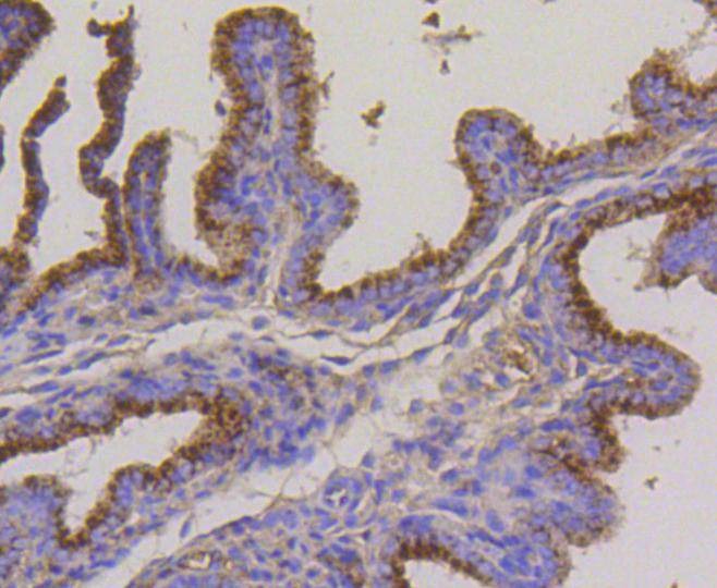 Anti-LAMP2 Antibody (2T557)