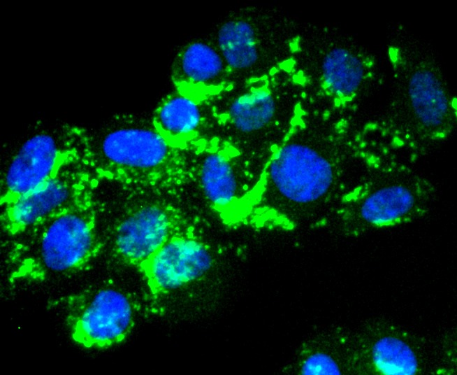 Anti-Laminnin 5 alpha 3 Antibody (7L607)