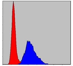 Anti-GJB2 Antibody (8X956)