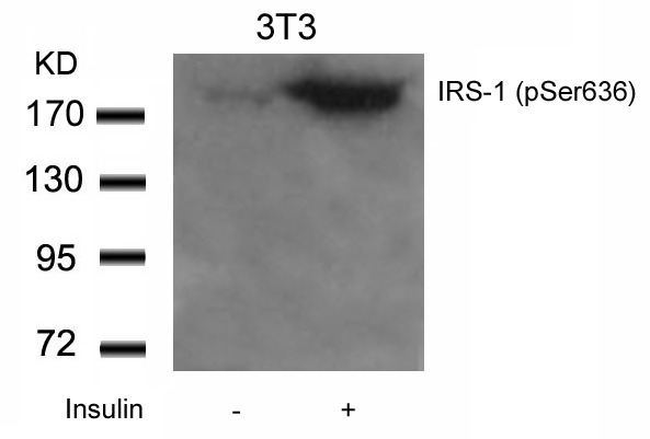 Anti-Phospho-IRS-1 (Ser636) Polyclonal Antibody