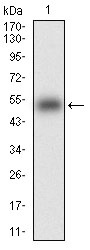 Anti-KHDRBS2 Antibody (3H737)