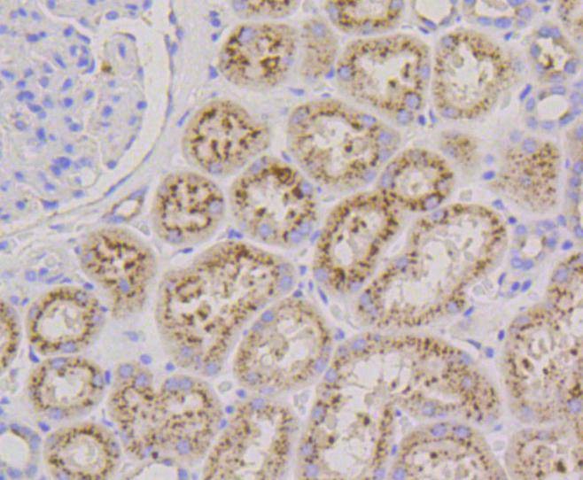 Anti-LAMP2 Antibody (2T557)