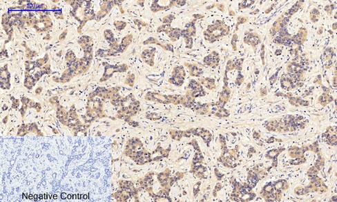 Anti-Phospho-JAK1 (Tyr1022) Polyclonal Antibody