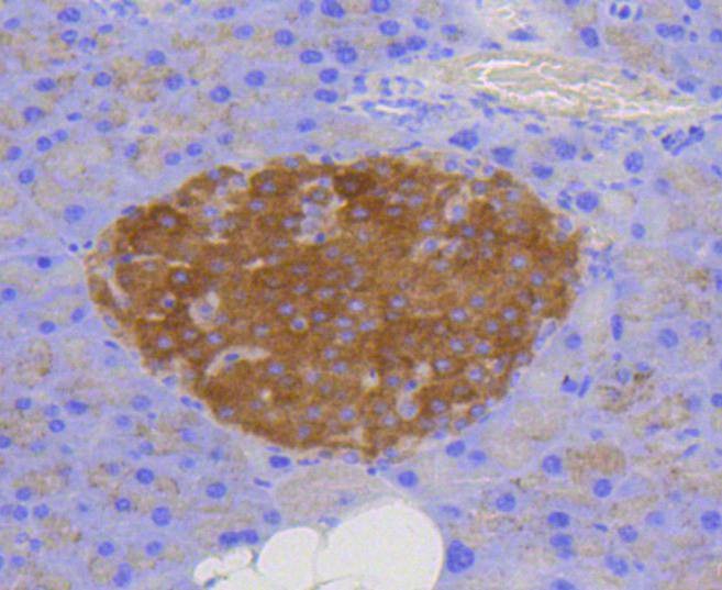Anti-LAMP2 Antibody (2T557)