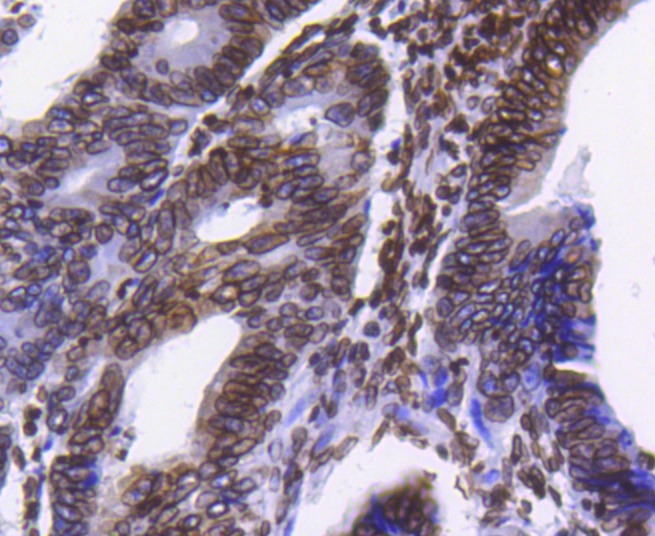Anti-Lamin B1 Antibody (8Q243)