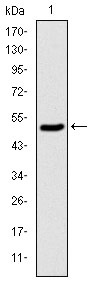 Anti-GJB2 Antibody (8X956)