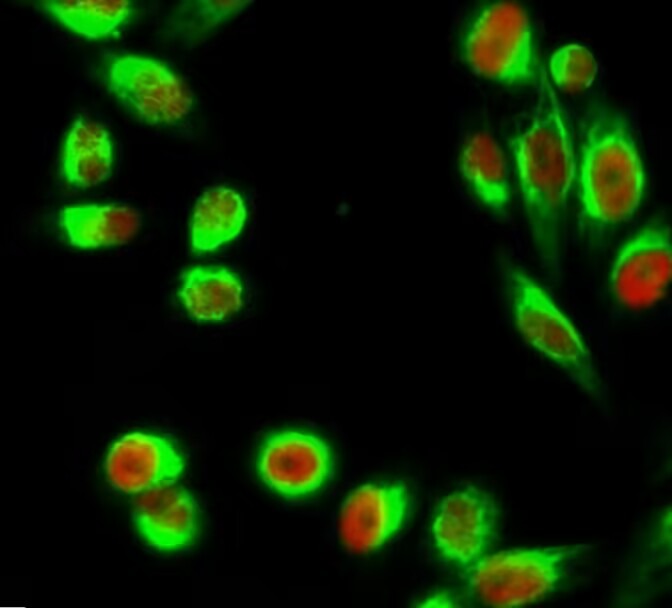 Anti-Kif 7 Antibody (4X104)
