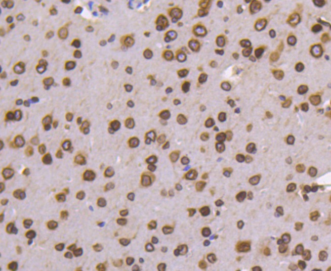 Anti-Lamin B1 Antibody (8Q243)
