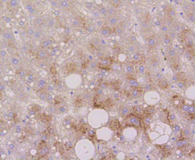 Anti-LAMP2 Antibody (2T557)