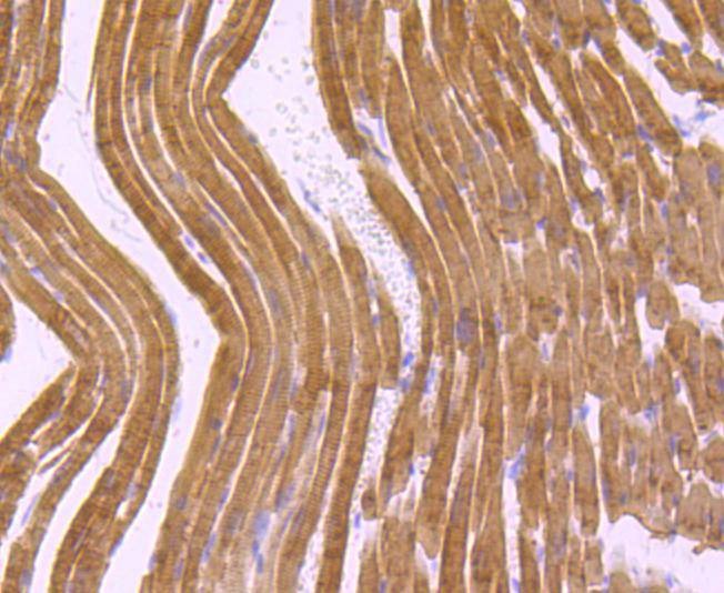 Anti-Myosin-6/MYH6 Antibody (9Q830)