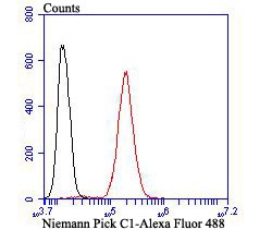 Anti-Niemann Pick C1/NPC1 Antibody (1B891)