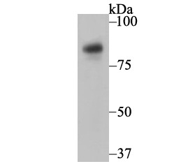 Anti-Nicastrin Antibody (4R415)