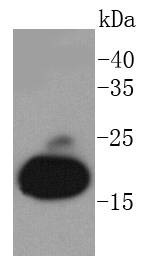 Anti-Myoglobin Antibody (7Y20)