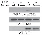 Anti-Phospho-Niban (Ser602) Polyclonal Antibody