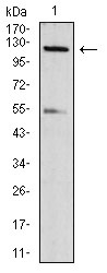 Anti-Phospho-NLRC4 (Ser533) Antibody (4Y851)