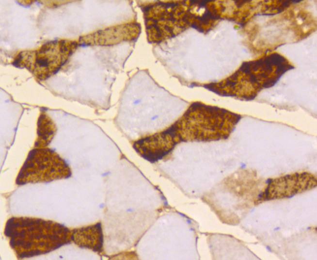 Anti-Myoglobin Antibody (7Y20)
