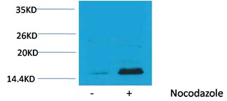 Anti-Phospho-HIST1H3A (Thr32) Polyclonal Antibody