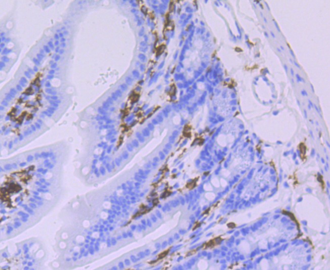 Anti-HLA-DQA1 Antibody (6J773)