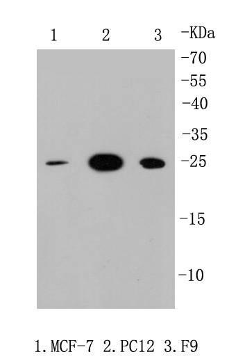 Anti-HMGB1 Antibody (5H227)