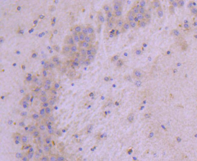 Anti-HSPB8 Antibody (1K143)