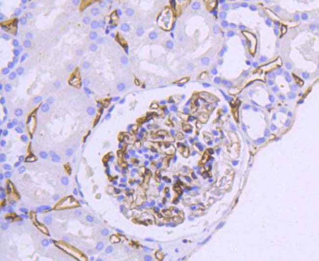 Anti-HLA-DRA Antibody (9X138)