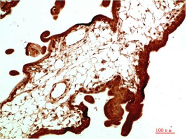 Anti-CBX5 Antibody (7S799)