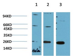 Anti-CBX3 Antibody (1M6)