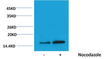 Anti-Phospho-HIST1H3A (Thr3) Polyclonal Antibody