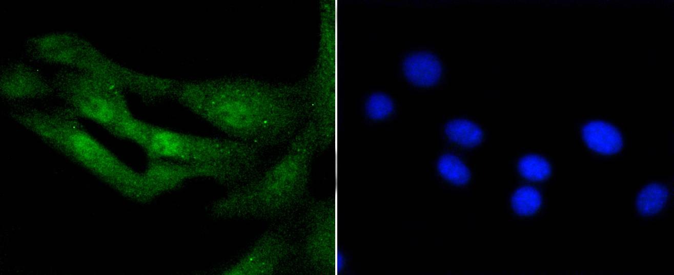 Anti-Histone H3.3 Antibody (5A720)