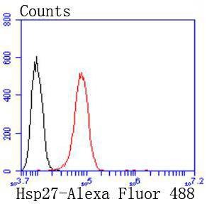 Anti-Hsp27/HSPB1 Antibody (5Q970)