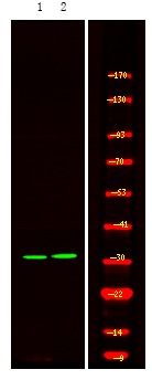 Anti-Phospho-HNRPA0 (Ser84) Polyclonal Antibody
