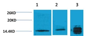 Anti-Tri-methyl-HIST1H3A (Lys4) Polyclonal Antibody