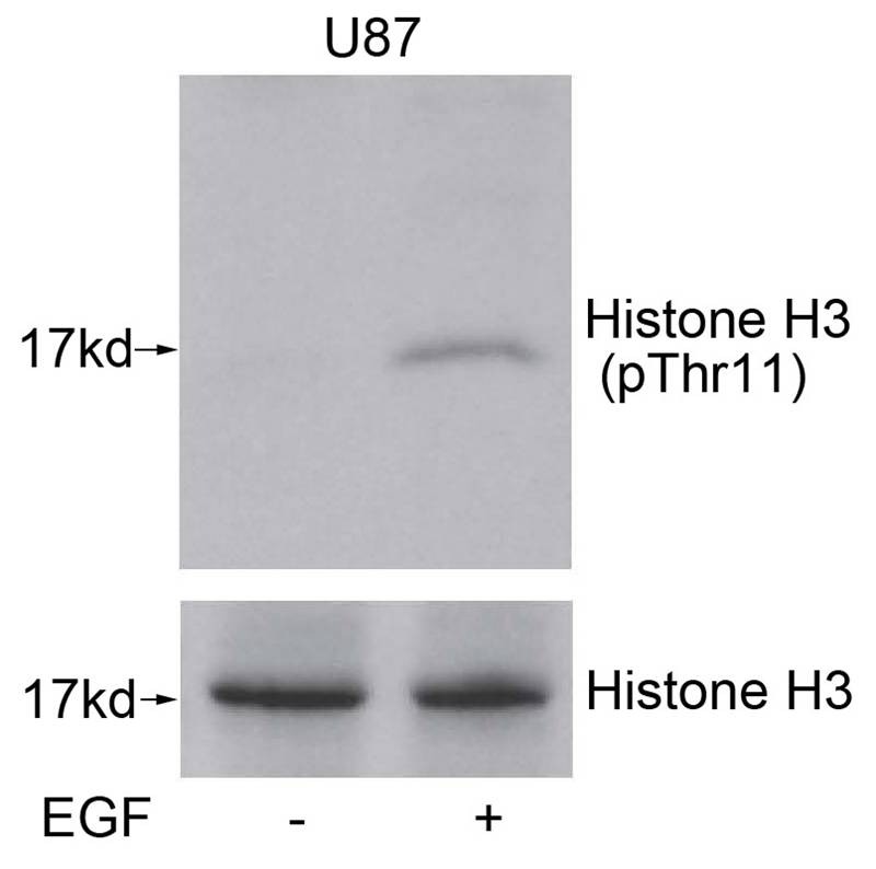 Anti-Phospho-HIST1H3A (Thr11) Polyclonal Antibody 2