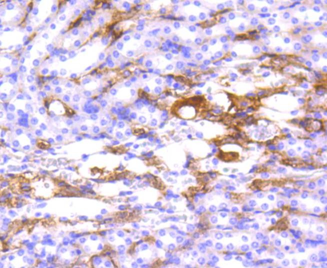 Anti-HLA-DRA Antibody (9X138)