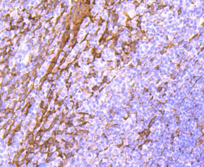 Anti-Hsp27/HSPB1 Antibody (5Q970)