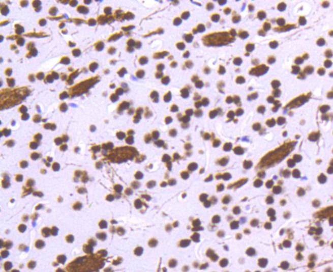 Anti-Histone H3.3 Antibody (5A720)