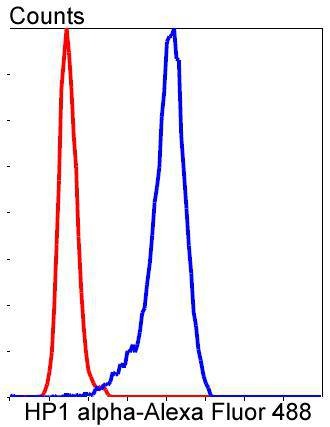 Anti-CBX5 Antibody (5G758)