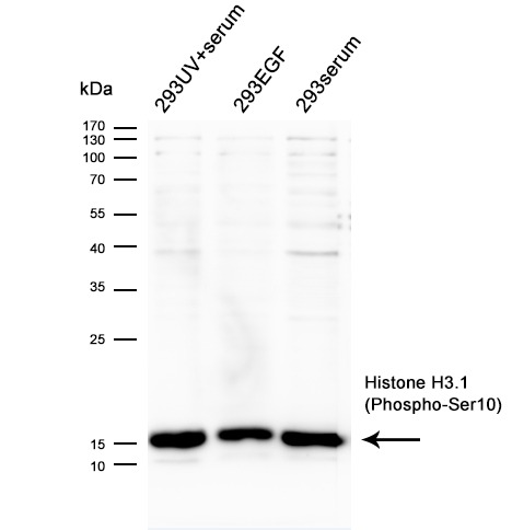 Anti-Phospho-HIST1H3A (Ser10) Polyclonal Antibody