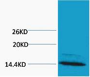 Anti-Mono-methyl-Histone H4 (Arg3) Polyclonal Antibody 2