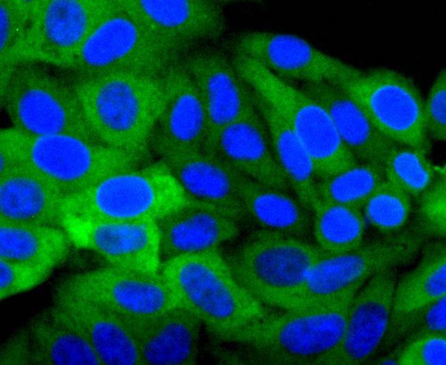 Anti-Hsp27/HSPB1 Antibody (5Q970)