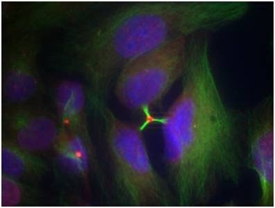 Anti-Phospho-HIST1H3A (Ser10) Polyclonal Antibody