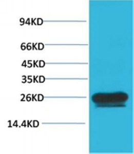 Anti-Hsp27/HSPB1 Antibody (9E653)