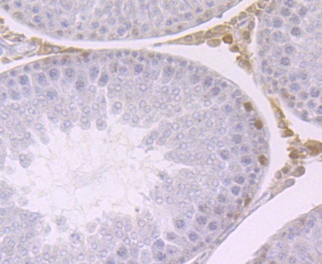 Anti-CBX3 Antibody (8Z290)