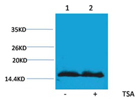 Anti-Acetyl-Histone H4 (Lys91) Polyclonal Antibody